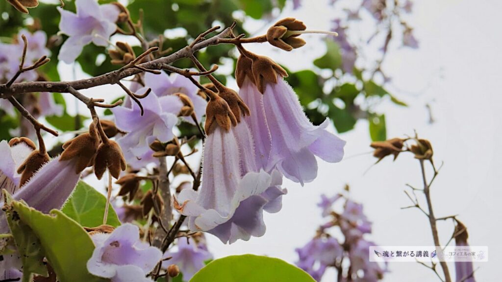 桐の花