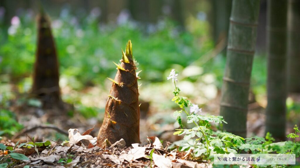 春の竹林で、地面から顔を出したたけのこの実写写真。力強く芽吹くエネルギーを感じさせる一枚。