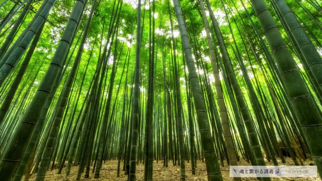 まっすぐに空へ伸びる青々とした竹が立ち並ぶ、美しい竹林の風景